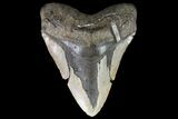 Megalodon Tooth From North Carolina - Beastly! #75505-2